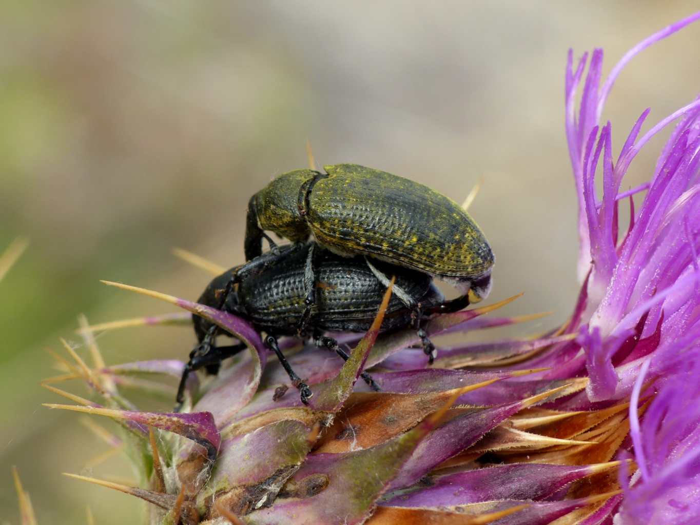Larinus cynarae